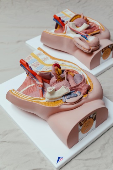 O děložním čípku a očkování HPV s prof. MUDr. Michalem Zikánem, Ph.D.